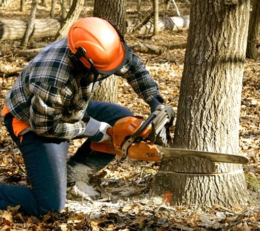 Tree Removal in Hixson, TN